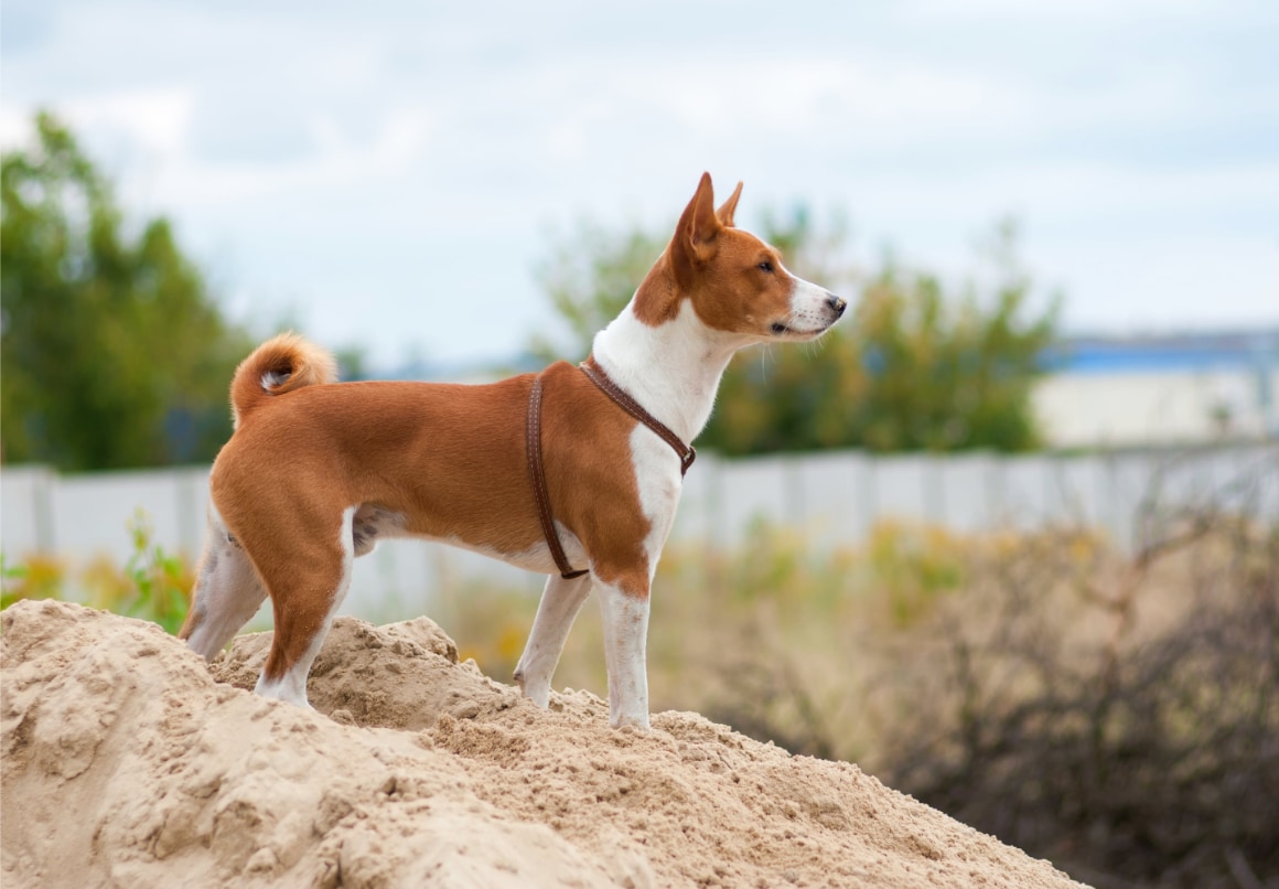 Besenji hond buiten bij het water