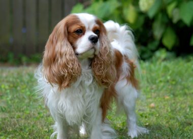 Cavalier King Charles-spaniël kopen? Lees dan eerst deze tips
