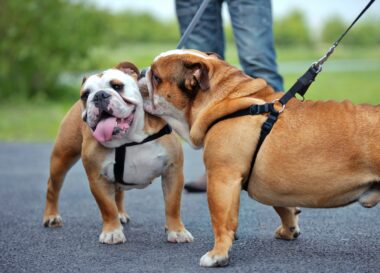 Engelse Bulldog kopen? Lees dan eerst deze tips