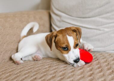 Wat is de gemiddelde leeftijd van een Jack Russel?