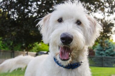 Dit zijn dé meest populaire grote honden die niet verharen