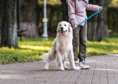 3 onmisbare tips: ontspannen met de hond wandelen