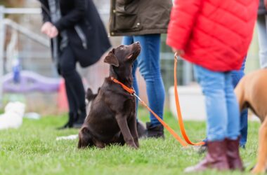 15 honden commando’s die je nu kunt aanleren (trainingsgids)