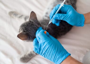 Inentingen voor kittens: welke vaccinaties zijn nodig?