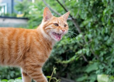 Mijn kat blijft miauwen: wat is daar de oorzaak van?