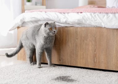 Mijn kat plast ineens in huis: wat is de oorzaak?