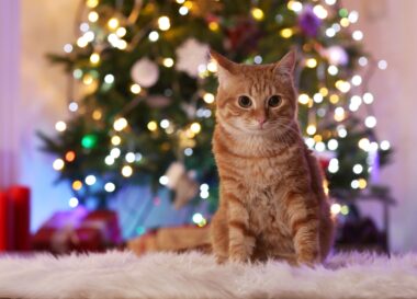 Je kat uit de kerstboom houden? Zo doe je dat