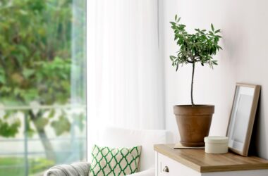Hoe kun je het beste een olijfboom als kamerplant verzorgen?