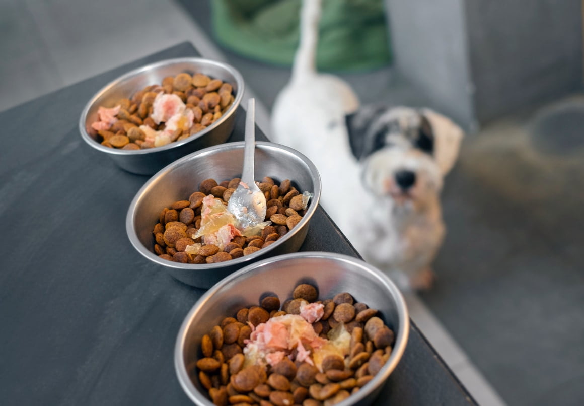 Overvoeden van een pup