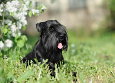 Riesenschnauzer kopen? Lees dan eerst deze tips