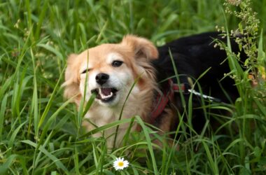Waarom eten honden gras: dit is waar je op moet letten